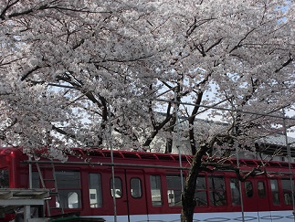 お花見4